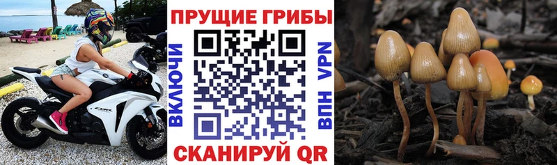 Псилоцибиновые грибы Psilocybine cubensis  Каменка 